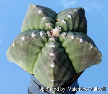 Astrophytum Myriostigma Cv Onzuka Cristata